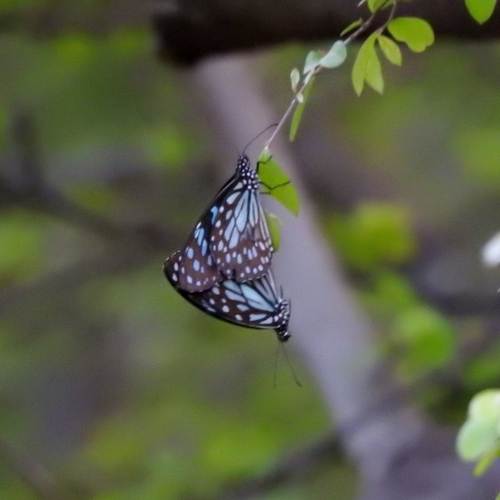Blue Tiger