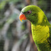 Leaf Lorikeet - Photo (c) Serge Melki, some rights reserved (CC BY)