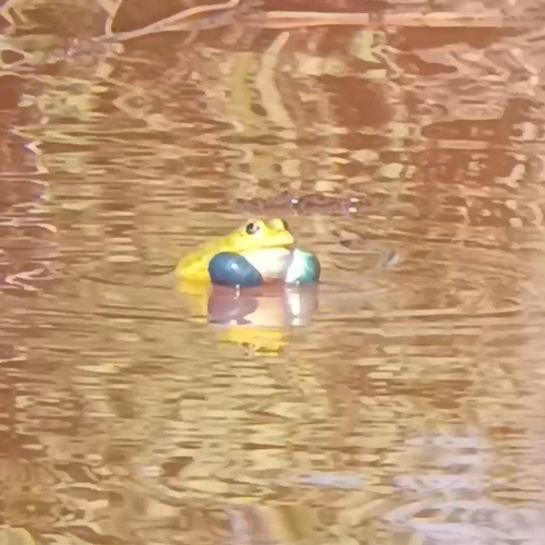 Indus Valley Bullfrog
