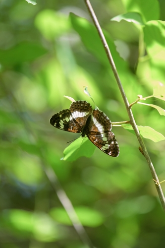Eurasian White Admiral