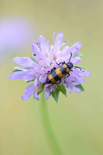 Mylabris variabilis