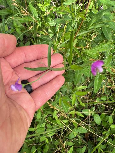 Hairy Vetchling