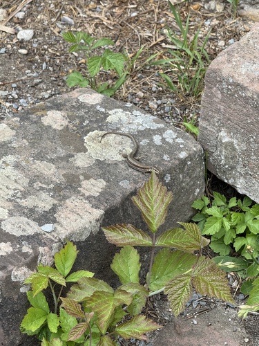 Common Wall Lizard