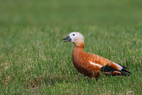 Ruddy Shelduck