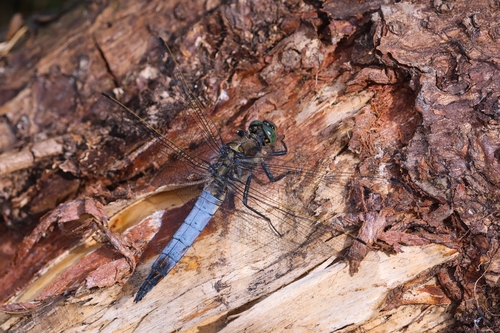 Black-tailed Skimmer