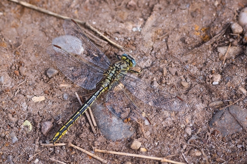 Western Clubtail