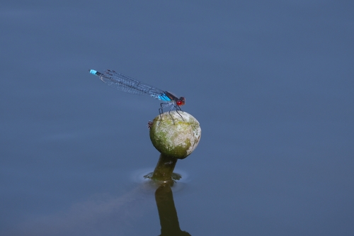 Red-eyed Damselfly