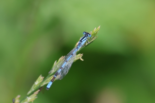 Common Blue Damselfly