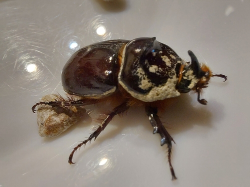 European Rhinoceros Beetle