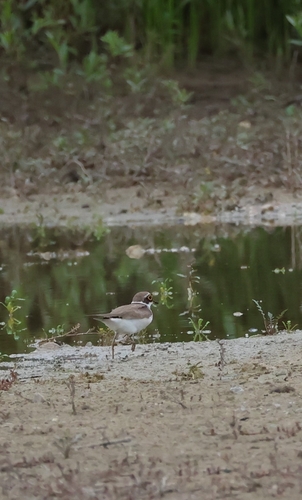 Little Ringed Plover