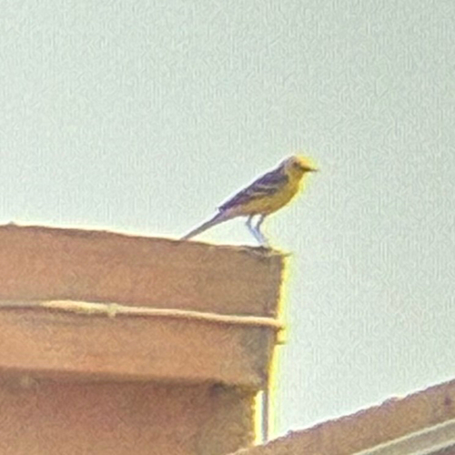 Citrine Wagtail