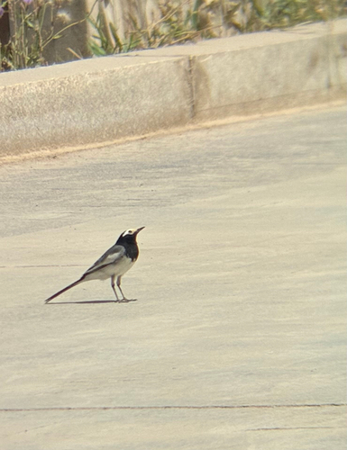 White Wagtail
