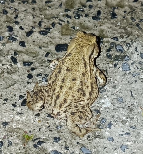 European Toad