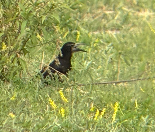 Rook