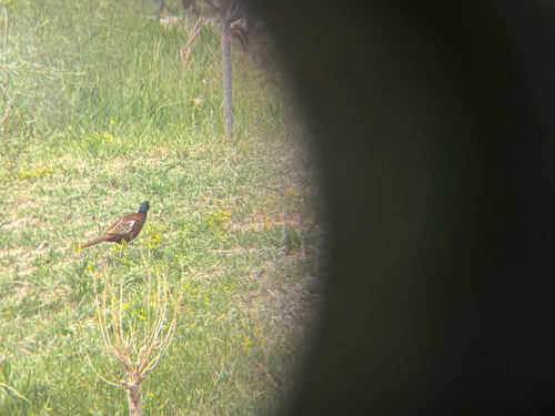 Ring-necked Pheasant