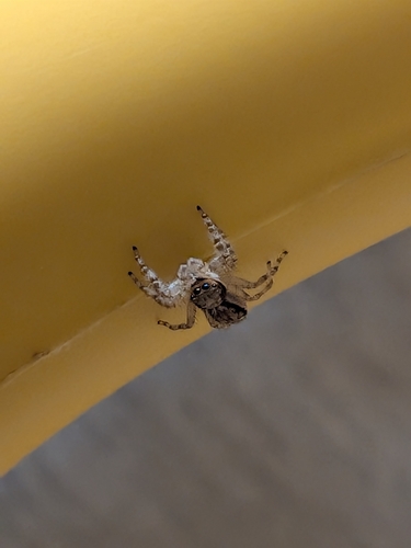 Gray Wall Jumping Spider