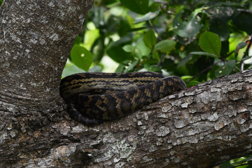Australian Scrub Python sighting