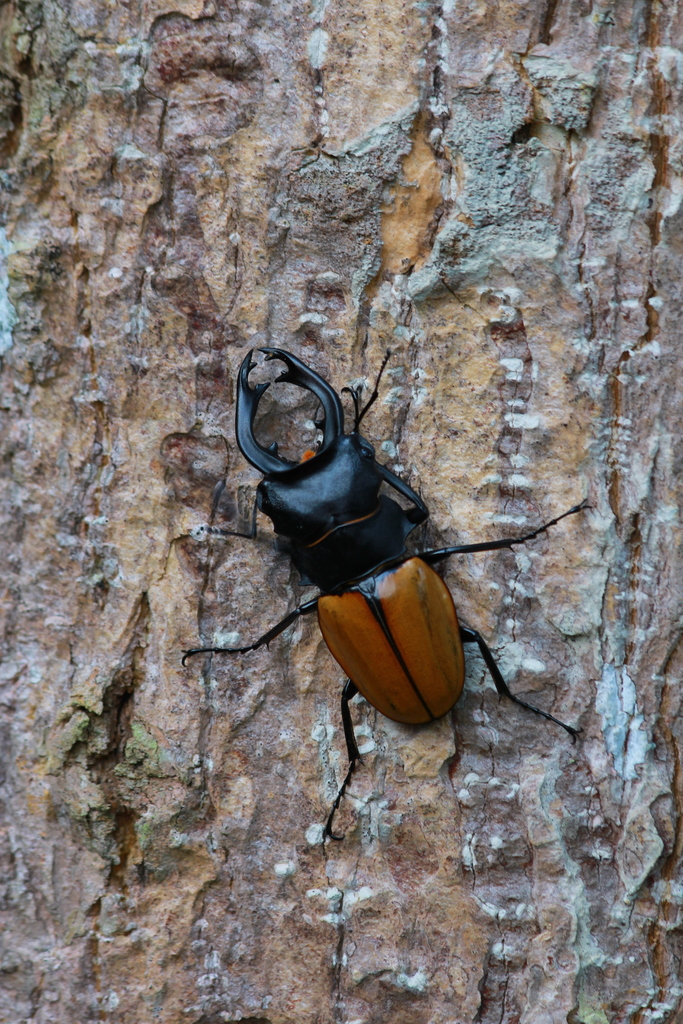 Tribe Odontolabini · iNaturalist