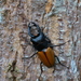 Mouhot's Stag Beetle - Photo (c) athiwu, all rights reserved, uploaded by athiwu