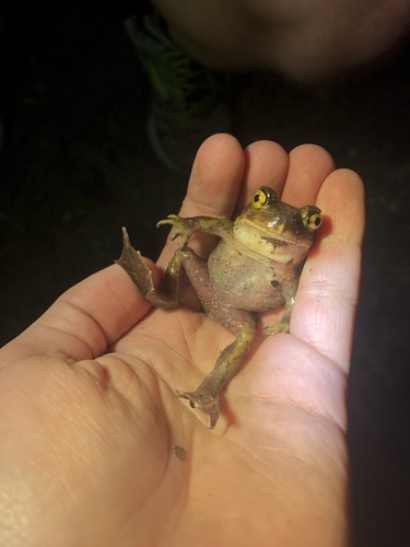 Scaphiopus holbrookii