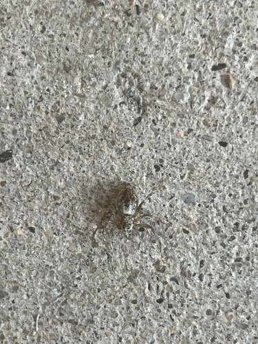 iNaturalist observation photo of Western Lynx Spider