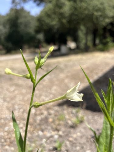 iNaturalist observation photo of tobaccos
