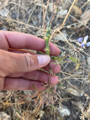 iNaturalist observation photo of lupines
