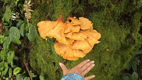 Sulfur Shelf / Chicken of the Woods