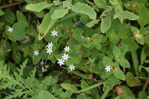 Tropical Mexican Clover