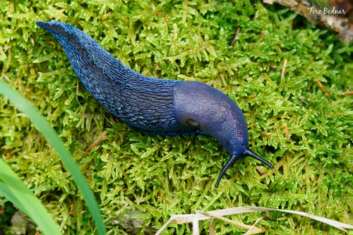 Bielzia coerulans