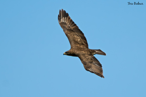 Buteo buteo
