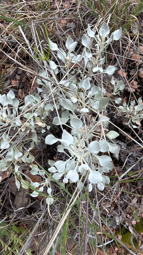 Tall Buckwheat