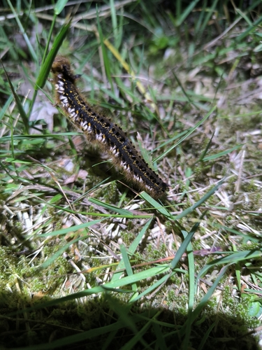 Drinker Moth