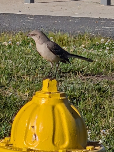 Northern Mockingbird