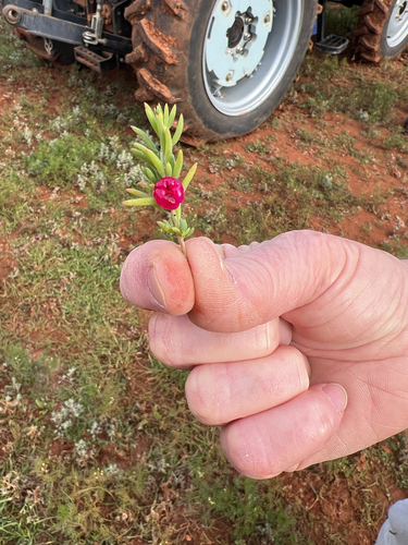 ruby saltbush