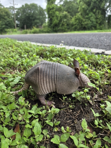 Mexican Long-nosed Armadillo