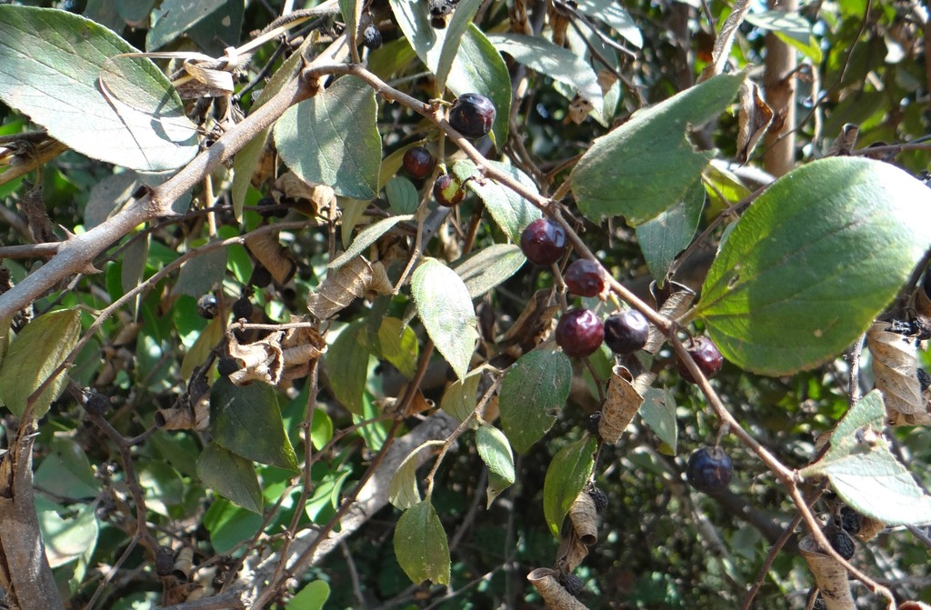 Ziziphus oenoplia from Bengaluru, Karnataka, India on January 10, 2020 ...