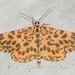 Orange Magpie Moth - Photo (c) Roger C. Kendrick, all rights reserved, uploaded by Roger C. Kendrick