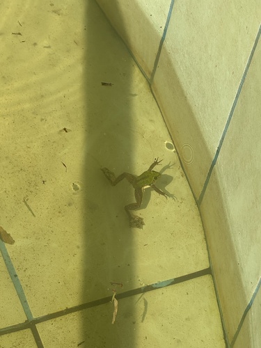 Brazilian Swimming Frog