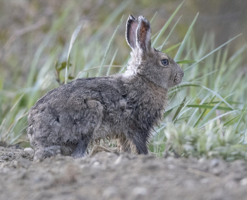 Alaskan Hare observed by hanyang_ye