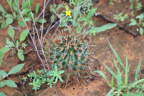 Scheer's Fishhook Cactus