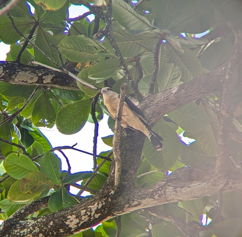 Yellow-headed Caracara