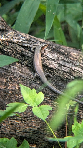 Four-lined Skink