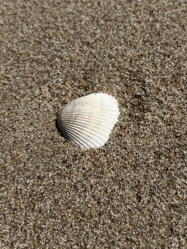 Kagoshima Blood Cockle