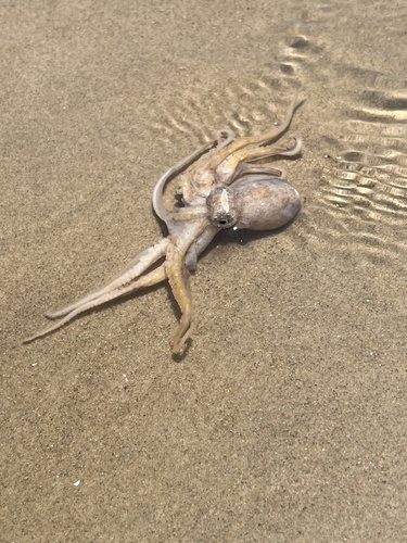 Gold-spot Octopus