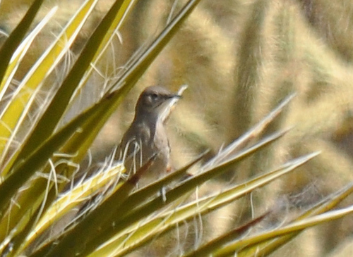 Crissal Thrasher