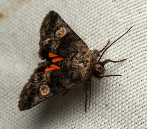 Copanarta aurea