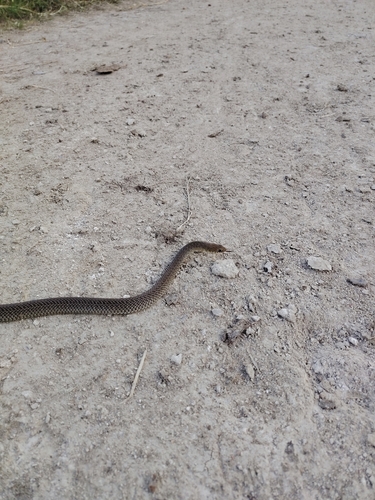 Patagonian Racer