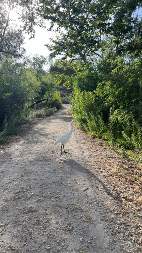 iNaturalist observation photo of Great Egret