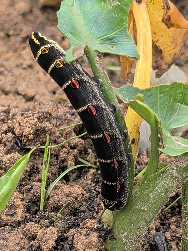 Theretra oldenlandiae oldenlandiae